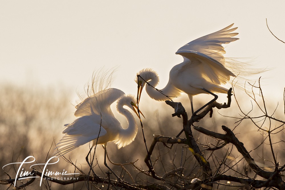 3879_High Island_02242019-2-1