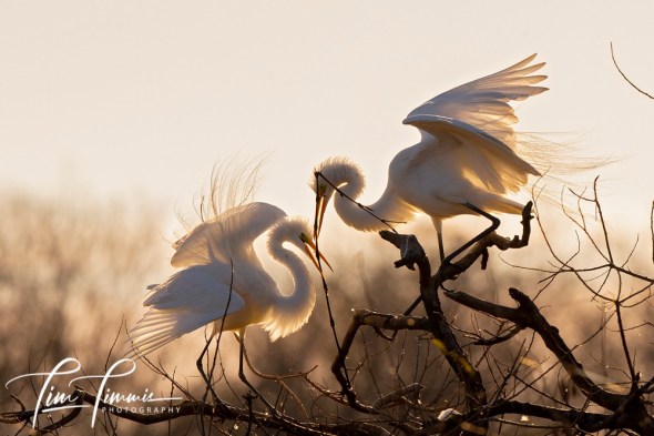 3879_High Island_02242019-2-1