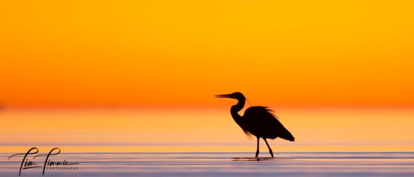 0159_Bolivar_Flats_01052020-2-1