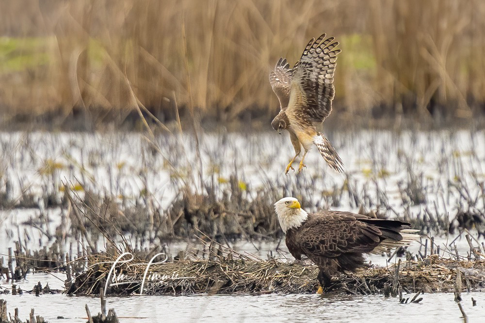 1602_Anahuac NWR_02152020-10A-1