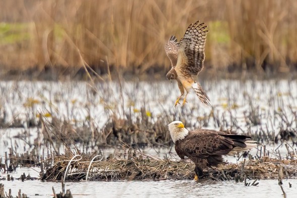 1602_Anahuac NWR_02152020-10A-1